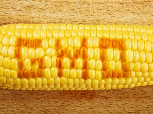 non gmo corn